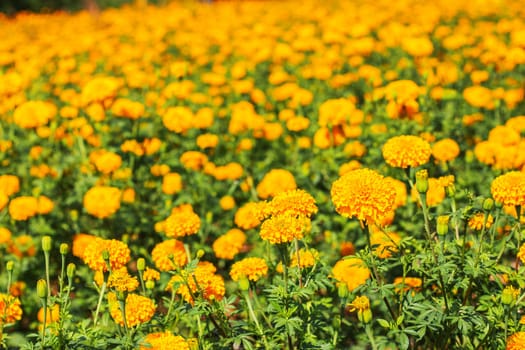 Beautiful marigold in the garden.