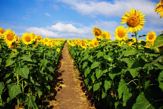 Sunflower farm with the blue sky.