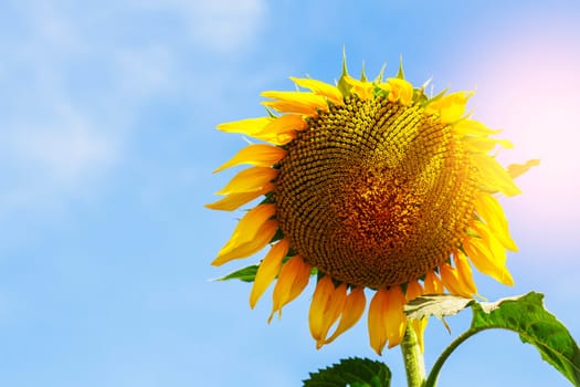 Beautiful of sunflowers with the blue sky.