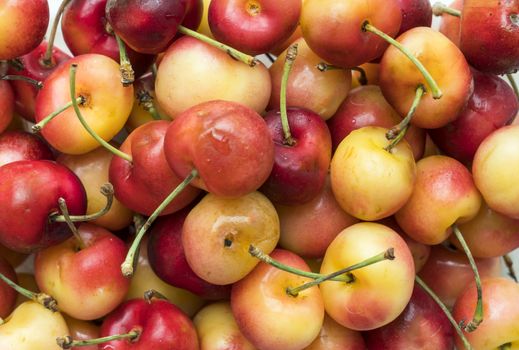 close up of freshly picked rainier cherry
