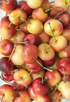 Close up of freshly picked rainier cherry