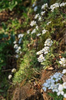 Small white flower plant, growing between the rocks