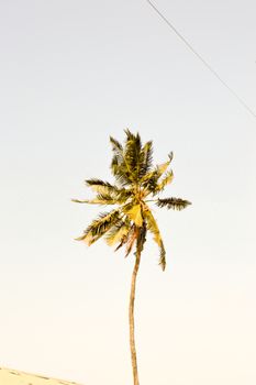 Palm tree seen from the bottom with branches of other palm trees of all sides