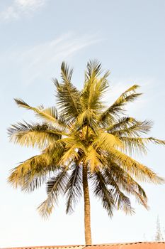 Palm tree seen from the bottom with branches of other palm trees of all sides