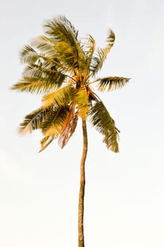 Palm tree isolate in a blue sky in Mombasa, Kenya