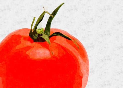 Fresh red tomato on the white background. Digitally generated oil painting.