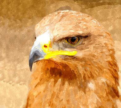 Watercolor digitally generated painting of the Golden Eagle portrait.