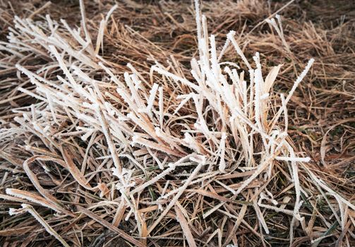 abstract seasonal background Dry grass with ice frost