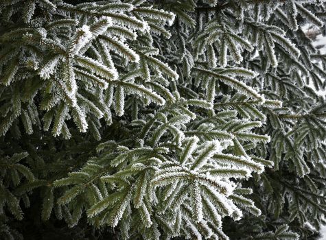Abstract seasonal background Spruce twigs with icing