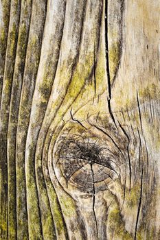 abstract background or texture knot in old wood board