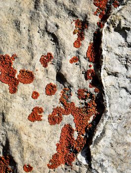 abstract background or texture orange lichen on limestone rocks