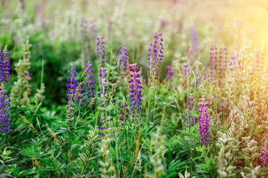 spring flowers lupine field on a sunny day.