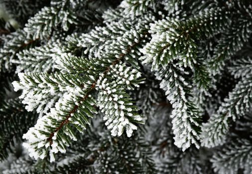 Abstract seasonal background Spruce twigs with icing