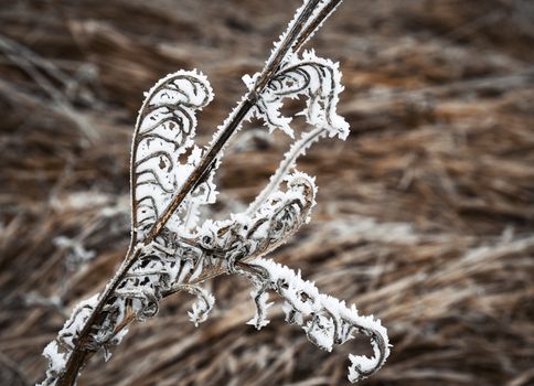 seasonal background with dried plant with frost