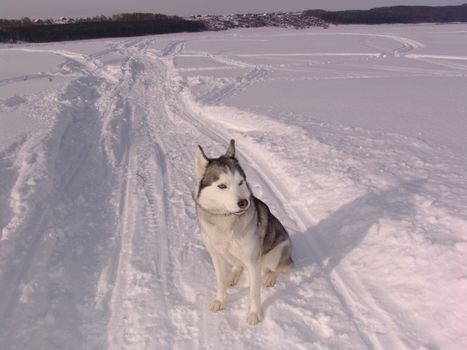 The dog  husky in the winter