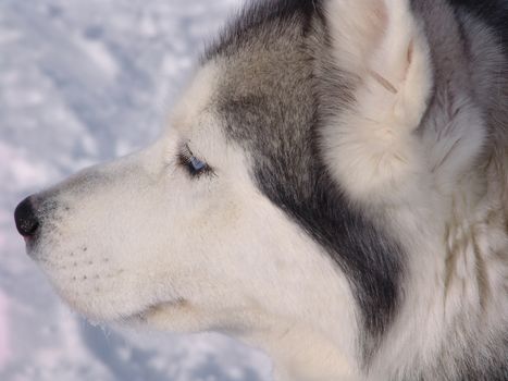 The dog  husky in the winter