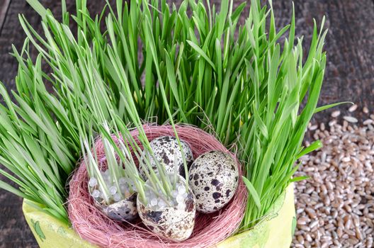 Nest with quail eggs in a pot with grass, wooden background