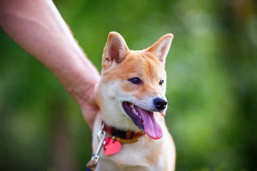 Shiba Inu puppy in the park. A hand is petting the top of his head.