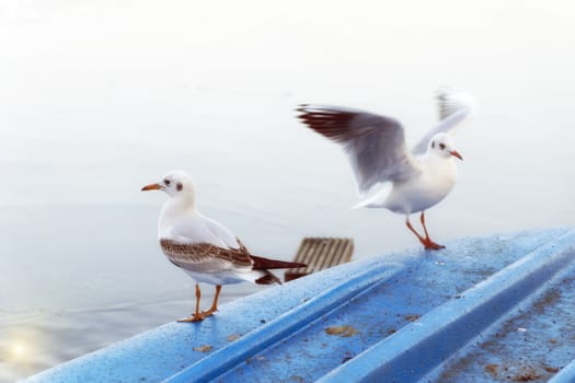 Gulls are landing on a blue boat