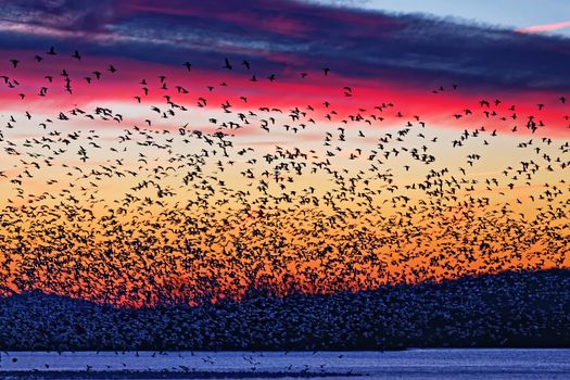 Thousands of migrating Snow Geese ( Chen caerulescens ) fly from a lake at Middle Creek Wildlife Management Area in Lancaster County, Pennsylvania, USA.