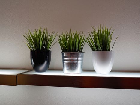 Decorative green grass house plants in pots on a wooden shelf