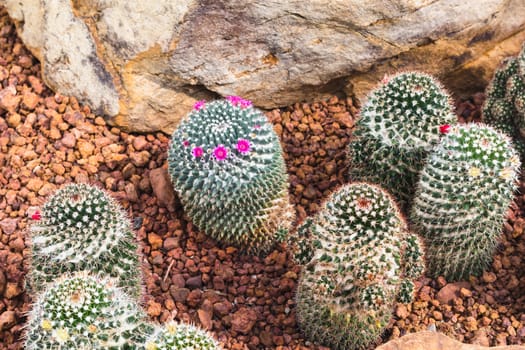 cactus plant in garden with little stone