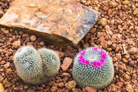 cactus plant in garden with little stone