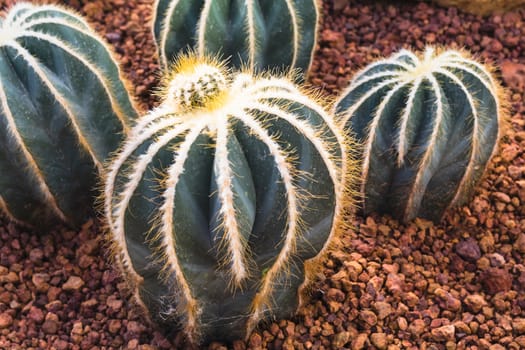 cactus plant in garden with little stone