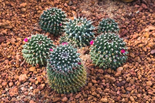 cactus plant in garden with little stone