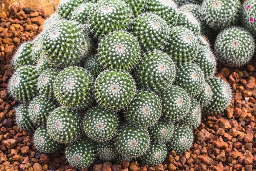 cactus plant in garden with little stone