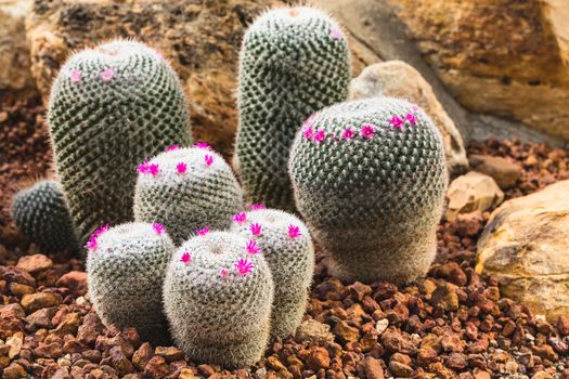 cactus plant in garden with little stone