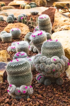 cactus plant in garden with little stone