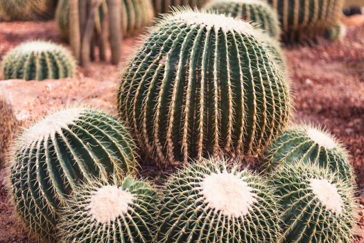 cactus plant in garden with little stone