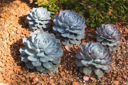 cactus plant in garden with little stone