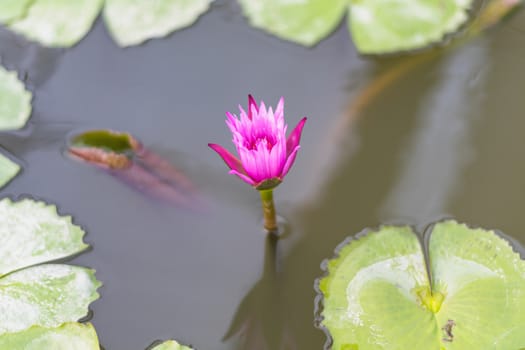 pink lotus blooming in the pond