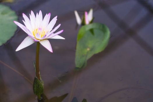 pink white lotus blooming in the pond