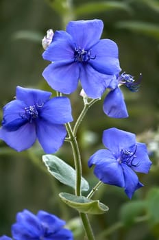 Three blue flowers in a garden on a green background.