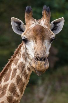 Portrait of a giraffe with funny expression and tongue sticking out