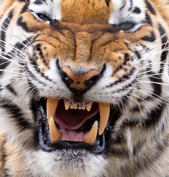 Tiger showing it's massive fangs and teeth