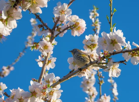 Small american bird, Yellow-rumped Warbler, Setophaga coronata, female on a branch of almond tree in bloom.