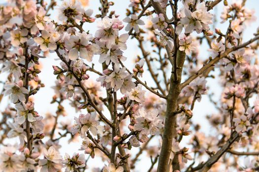 Almond tree, Prunus dulcis, in bloom with its branches full of light pink flowers on a sunny afternoon in spring.