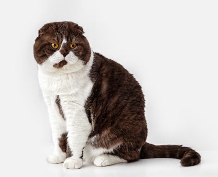 Scottish Fold cat breed on a background of light curtains