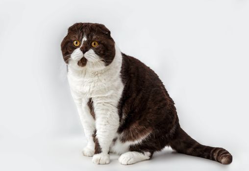 Scottish Fold cat breed on a background of light curtains