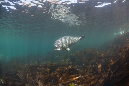 Phoca largha (Larga Seal, Spotted Seal) underwater pictures