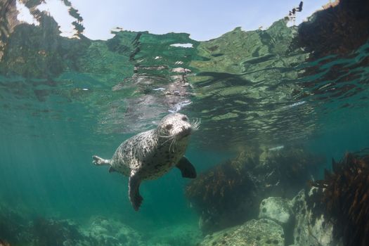 Phoca largha (Larga Seal, Spotted Seal) underwater pictures