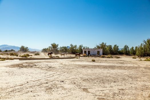 Wild horses walk past an abandoned building that sits alongside the roadway near Death Valley Junction in the Funeral Mountains Wilderness Area, California.