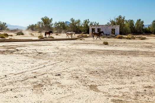 Wild horses walk past an abandoned building that sits alongside the roadway near Death Valley Junction in the Funeral Mountains Wilderness Area, California.