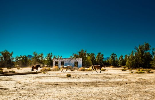 Wild horses walk past an abandoned building that sits alongside the roadway near Death Valley Junction in the Funeral Mountains Wilderness Area, California.