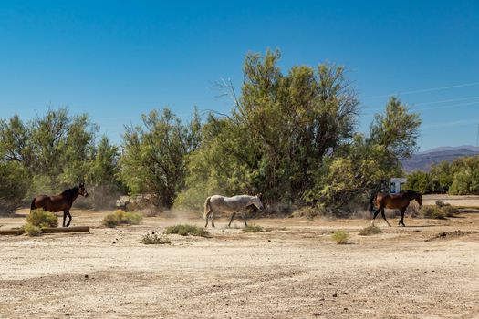 Wild horses walk past an abandoned building that sits alongside the roadway near Death Valley Junction in the Funeral Mountains Wilderness Area, California.