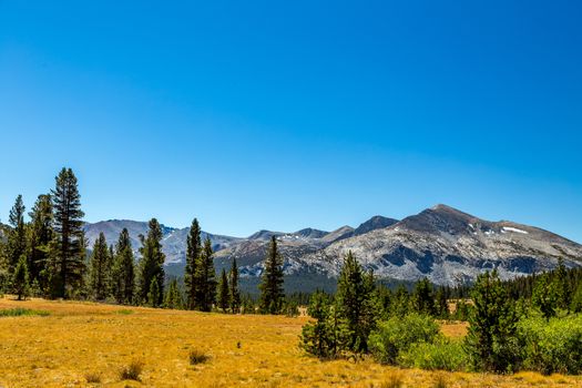 Mammoth Peak is at the northern end of the Kuna Crest in Yosemite National Park, very close to CA State route 120. Its summit appears rounded and rocky from the road. Not nearly as popular as the higher peaks in the area, it still provides great summit views and easy access.